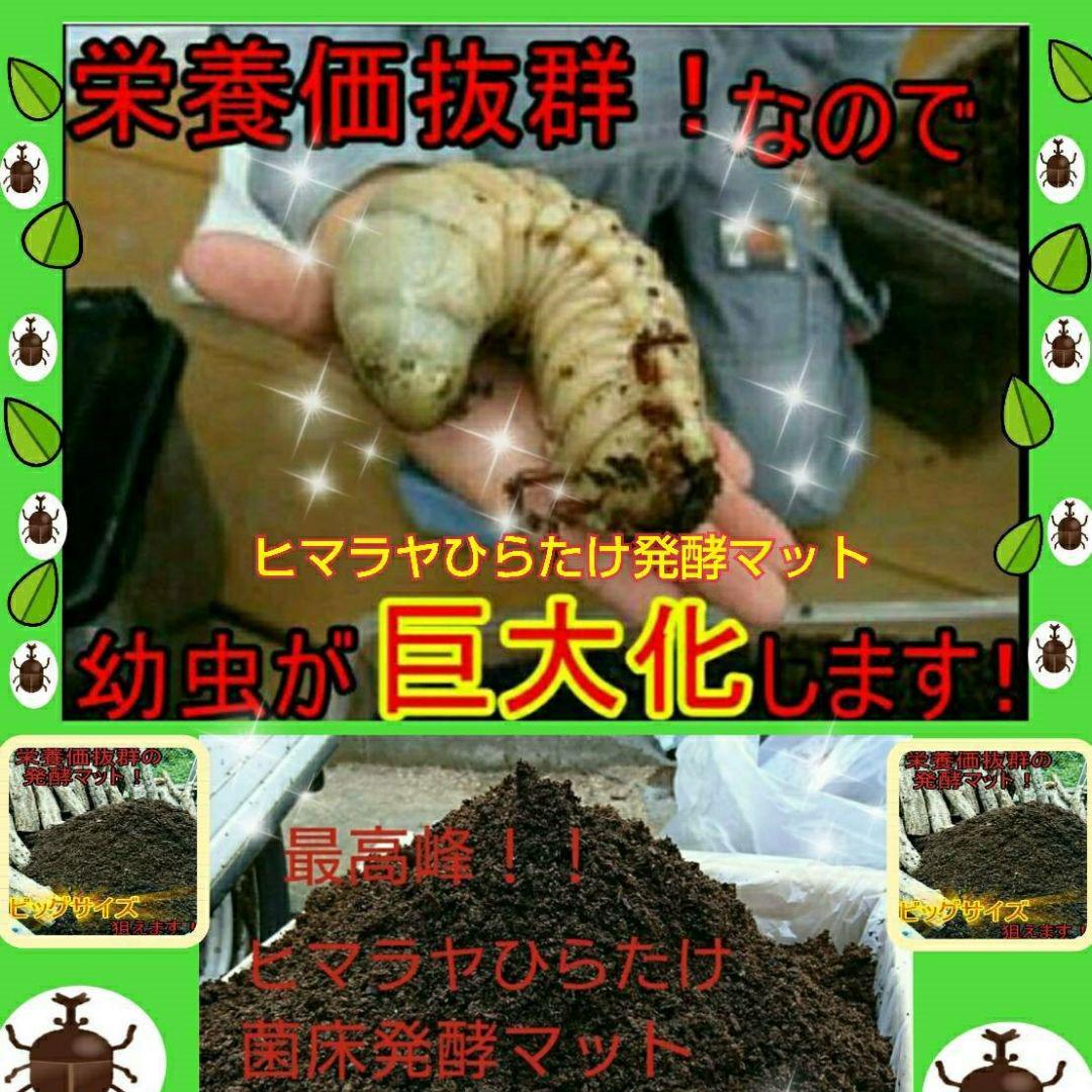 送料無料!80リットル カブトムシ幼虫の餌!巨大化!ヒマラヤひらたけ 送料無料!80リットル カブトムシ幼虫の餌!巨大化!ヒマラヤひらたけ