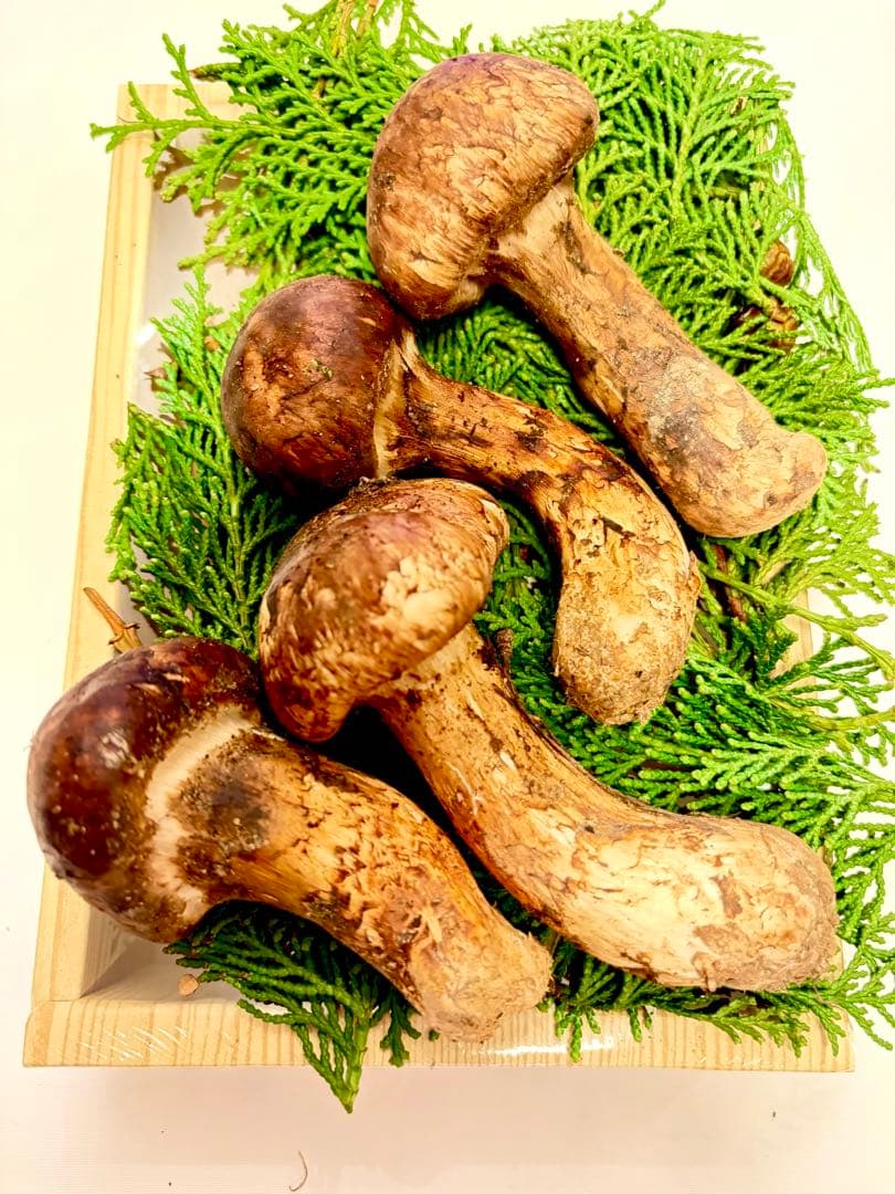 限り 1本おまけ