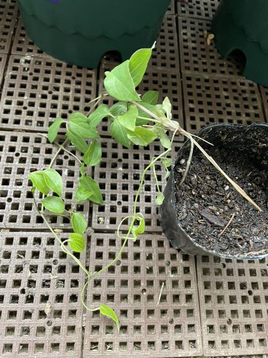 【おまけ付】
 ジャミラさま確認用 植物/観葉植物