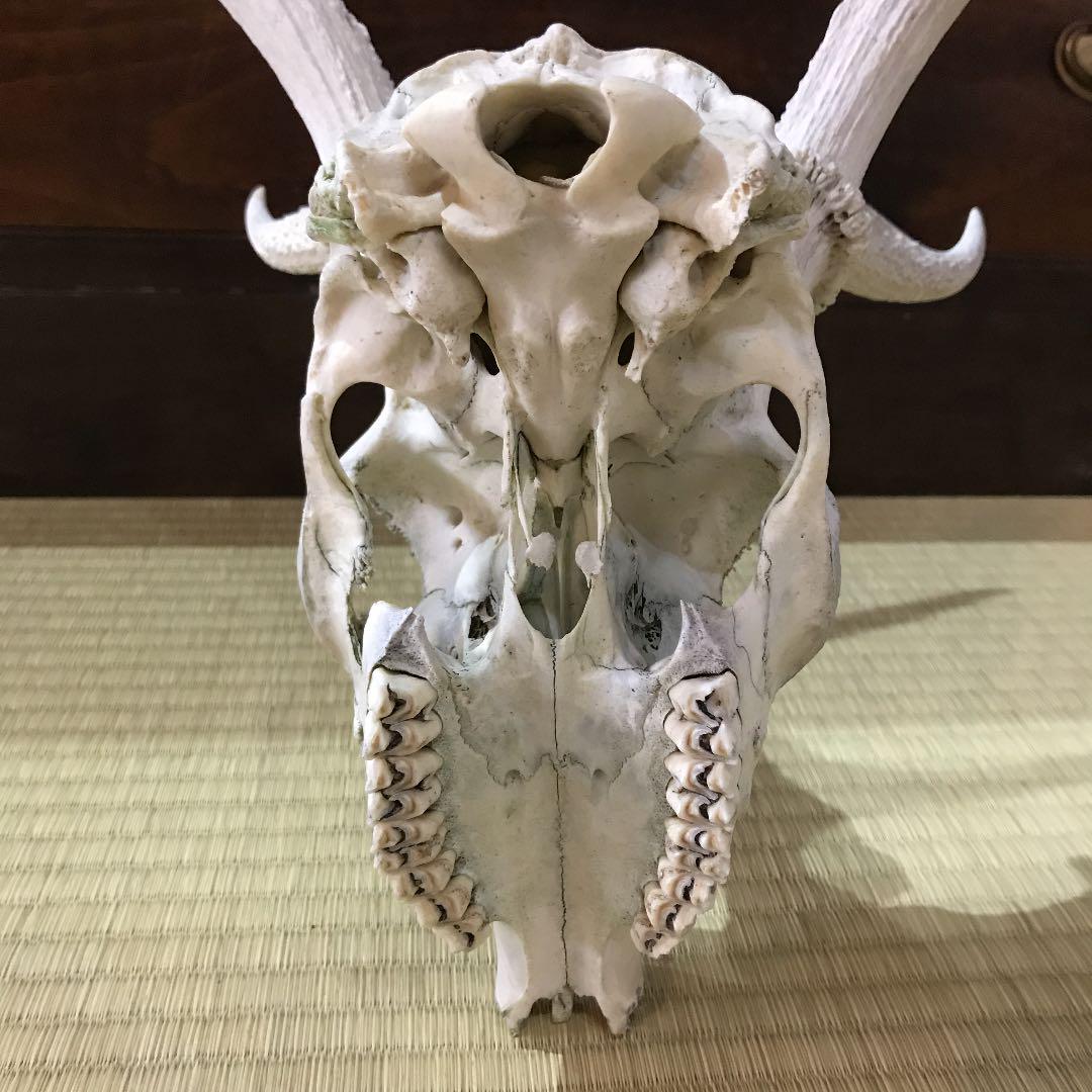 鹿の角（頭蓋骨付き） 鹿の角（頭蓋骨付き）