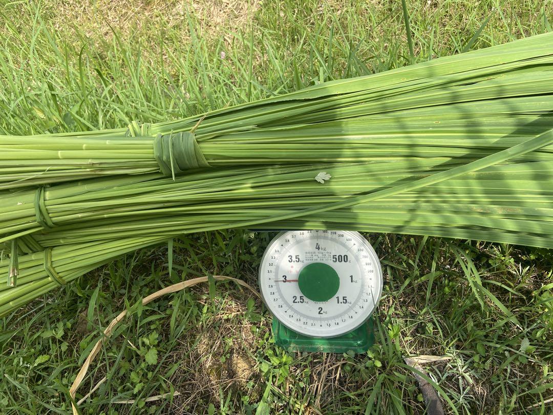 生真菰葉　3キロ(300本)