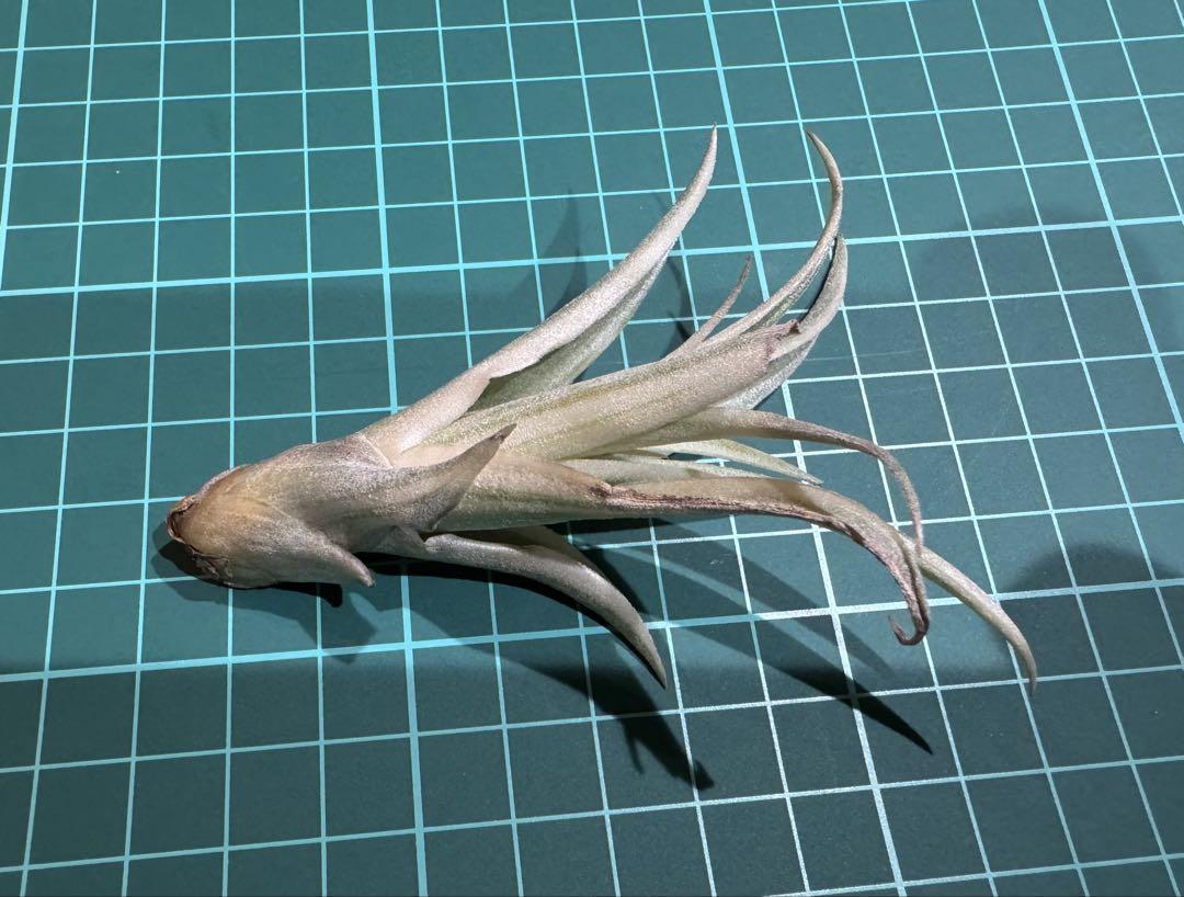 シオン　Tillandsia Deborah Ann 速達発送