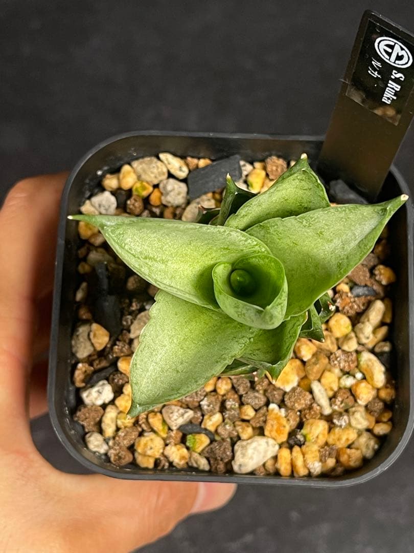 EMP サンセベリア Ruka ルカ / SA321 EMP サンセベリア Ruka ルカ / SA321