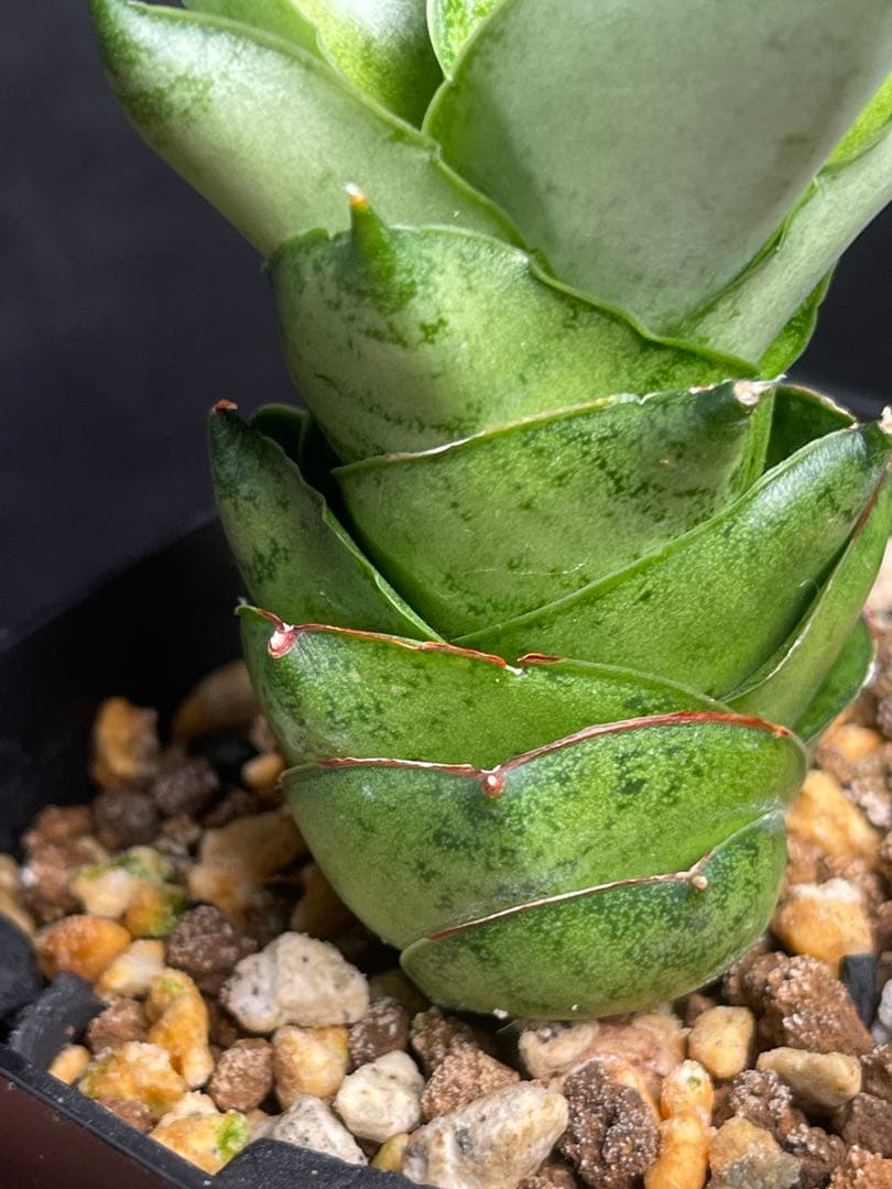 EMP サンセベリア Ruka ルカ / SA321 EMP サンセベリア Ruka ルカ / SA321