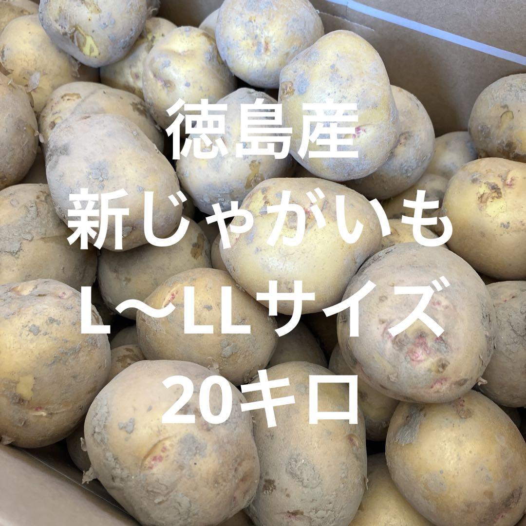 限定1セット‼️徳島産‼️新じゃがいもキタアカリL〜LLサイズ２０キロ