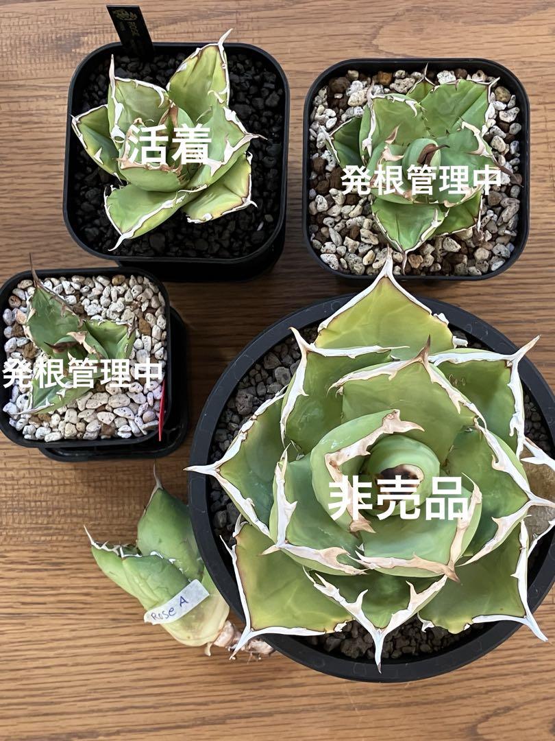 用 ローズA