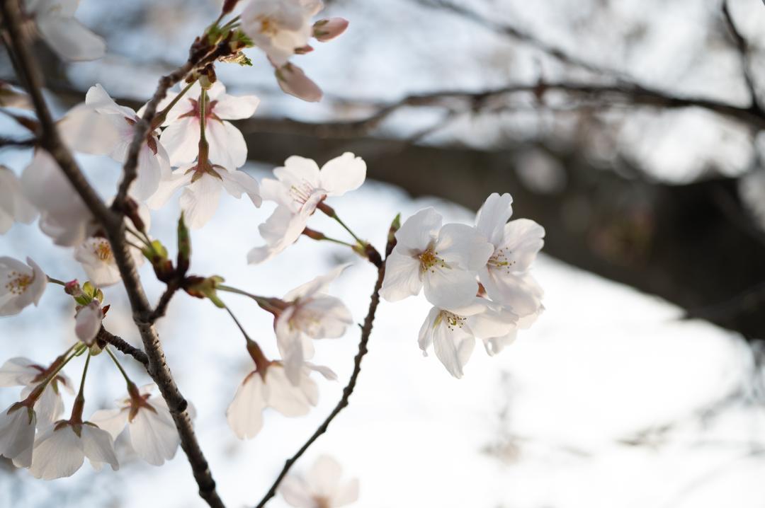 レンズ(単焦点) Super-Multi-Coated MACRO Takumar 50mm 4