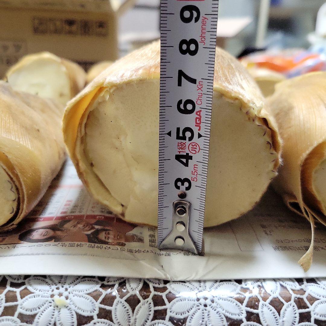 たけのこ　愛媛県産　箱込み約３.3キロ　12月31日掘りたて