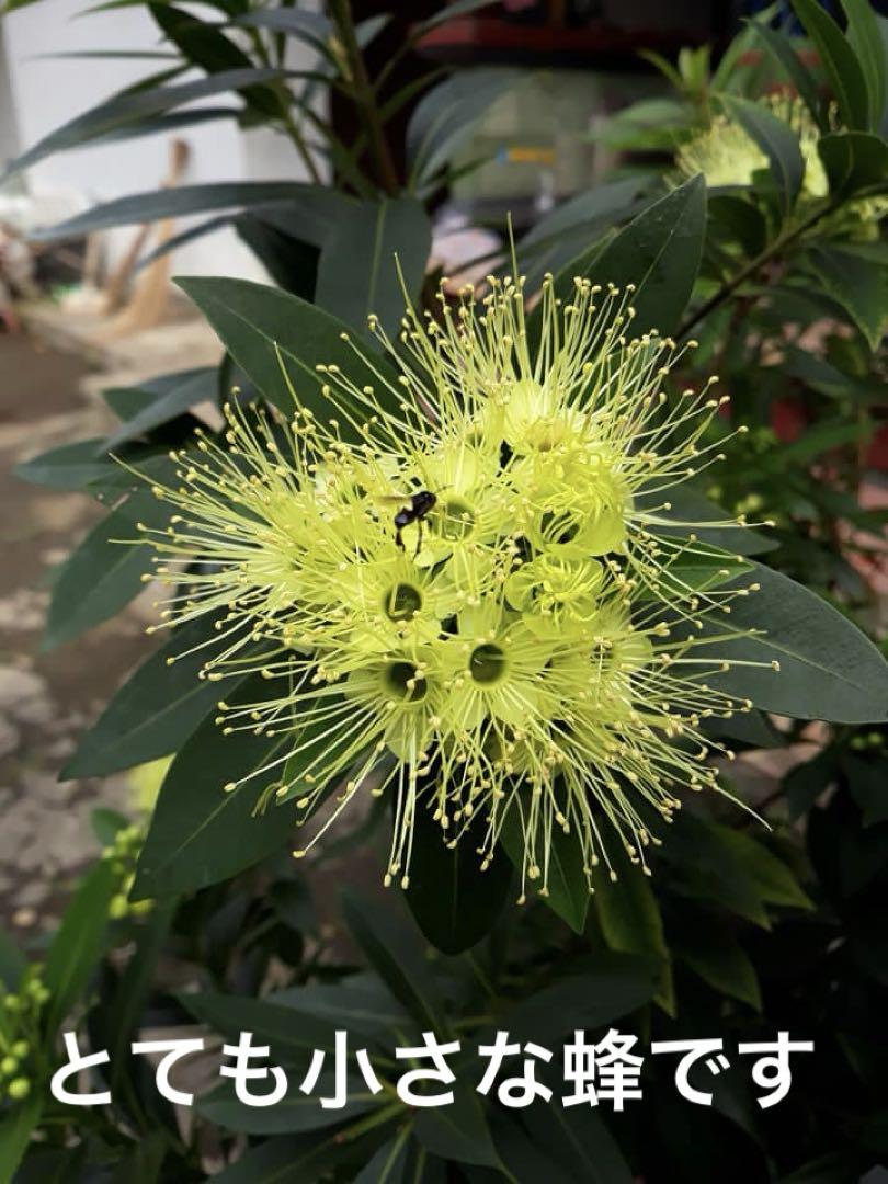 ササナミ様 針なしミツバチの蜂蜜(完全非加熱)150g3本、クサンバ1kg