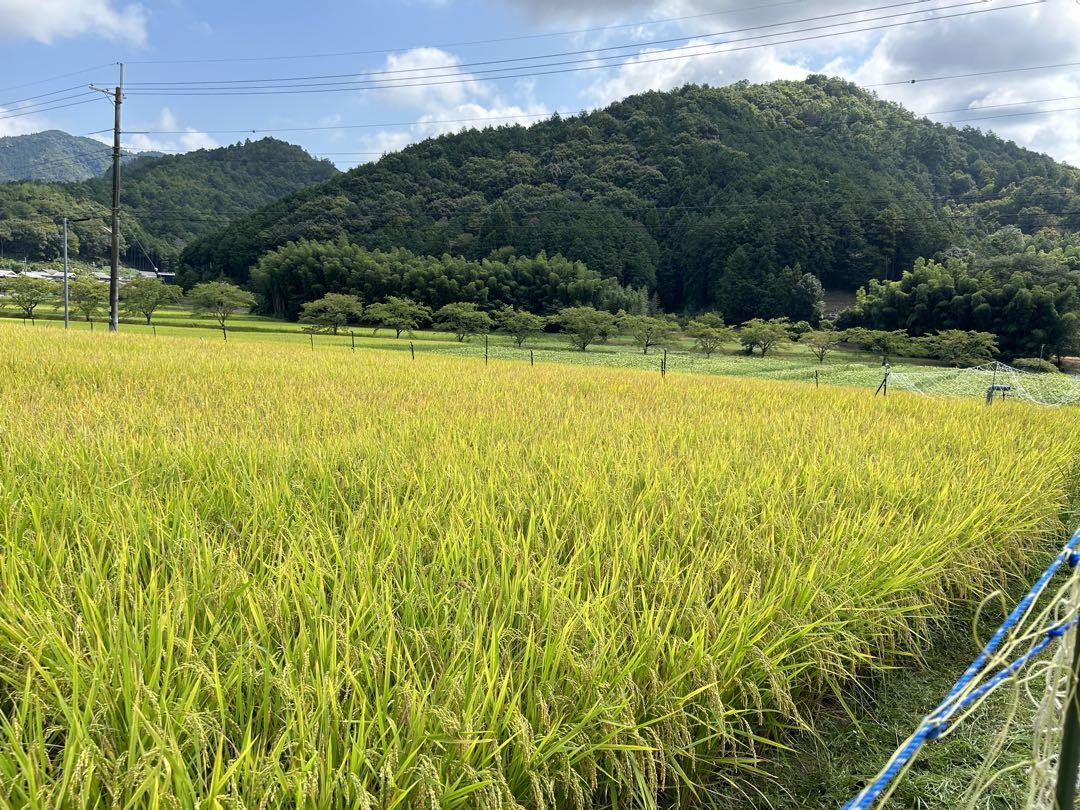 完売間近　無洗米精米済み　コシヒカリ玄米約30キロ　令和6年製　8月23日刈取