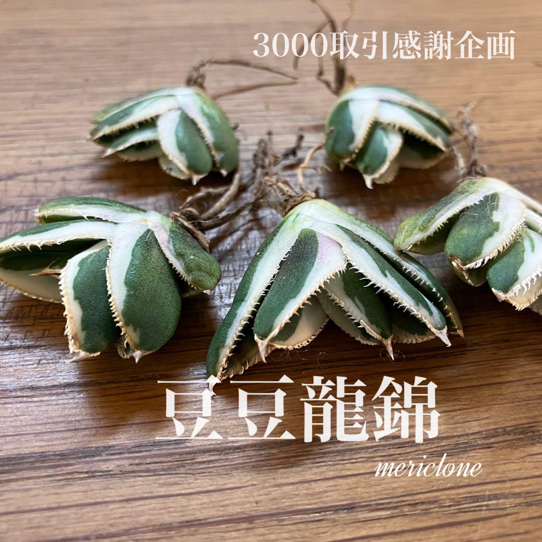 確認用【3000取引感謝企画】①希少　特大　アガベ　豆豆龍錦　ぶつぶつ　TC
