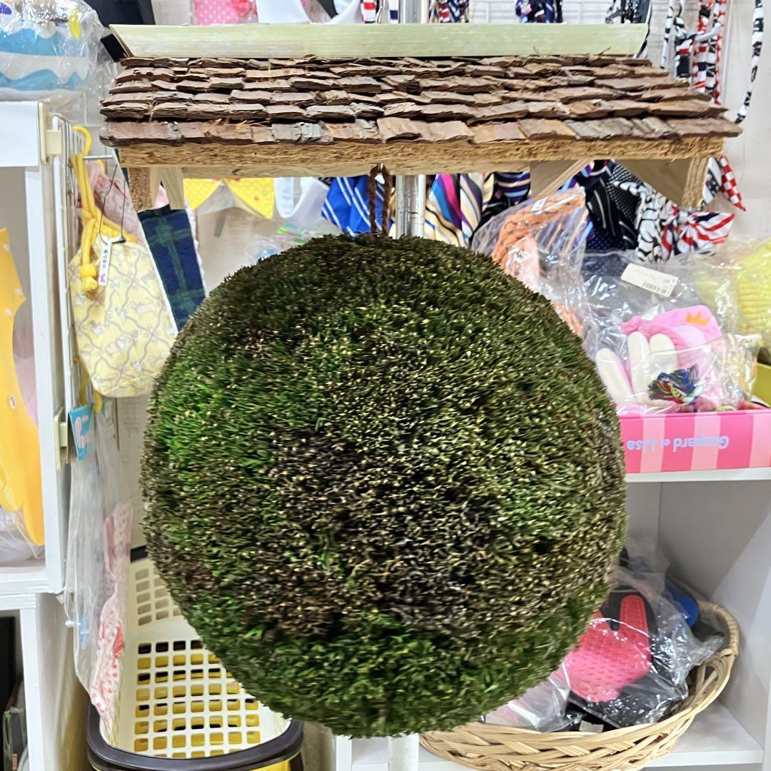 杉玉【屋根付き】①