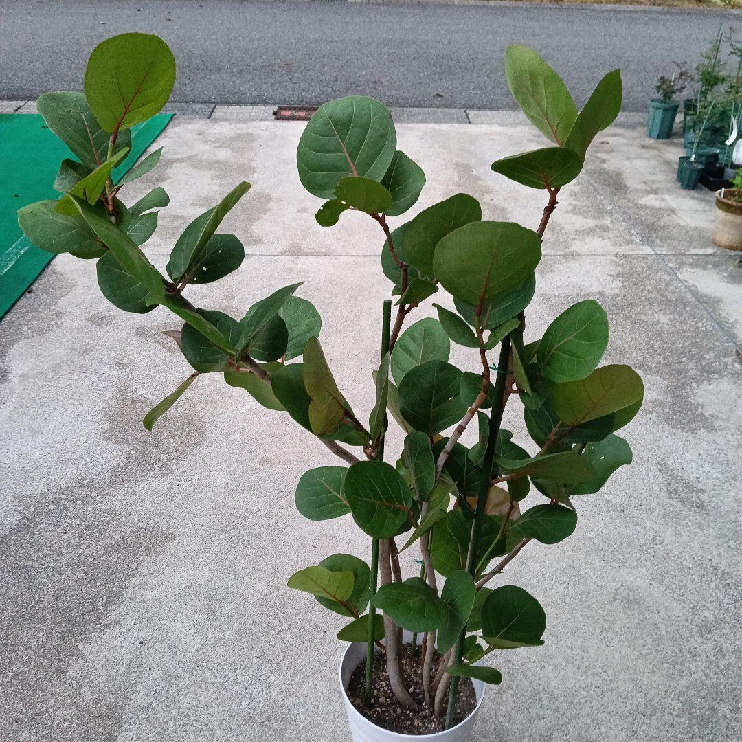 シーグレープ 8号目立った傷や汚れなし