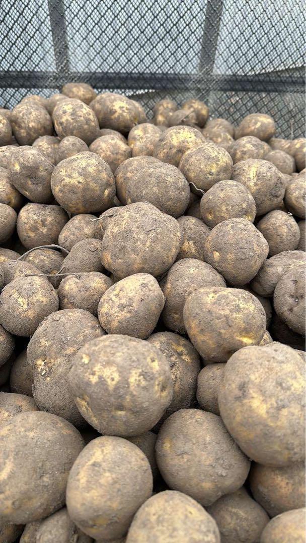 北海道十勝産　新じゃがいも　とうや　50kg