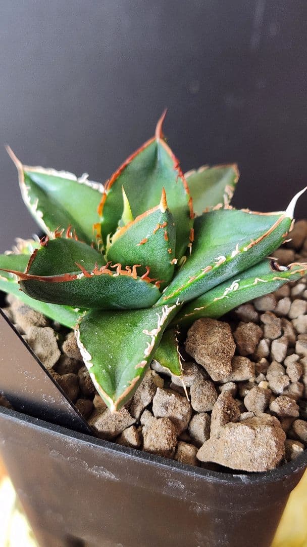 笹の雪×黒帝斬 アガベ 子株 Hybrid 笹ハデ 笹の雪×黒帝斬 アガベ 子株 Hybrid 笹ハデ