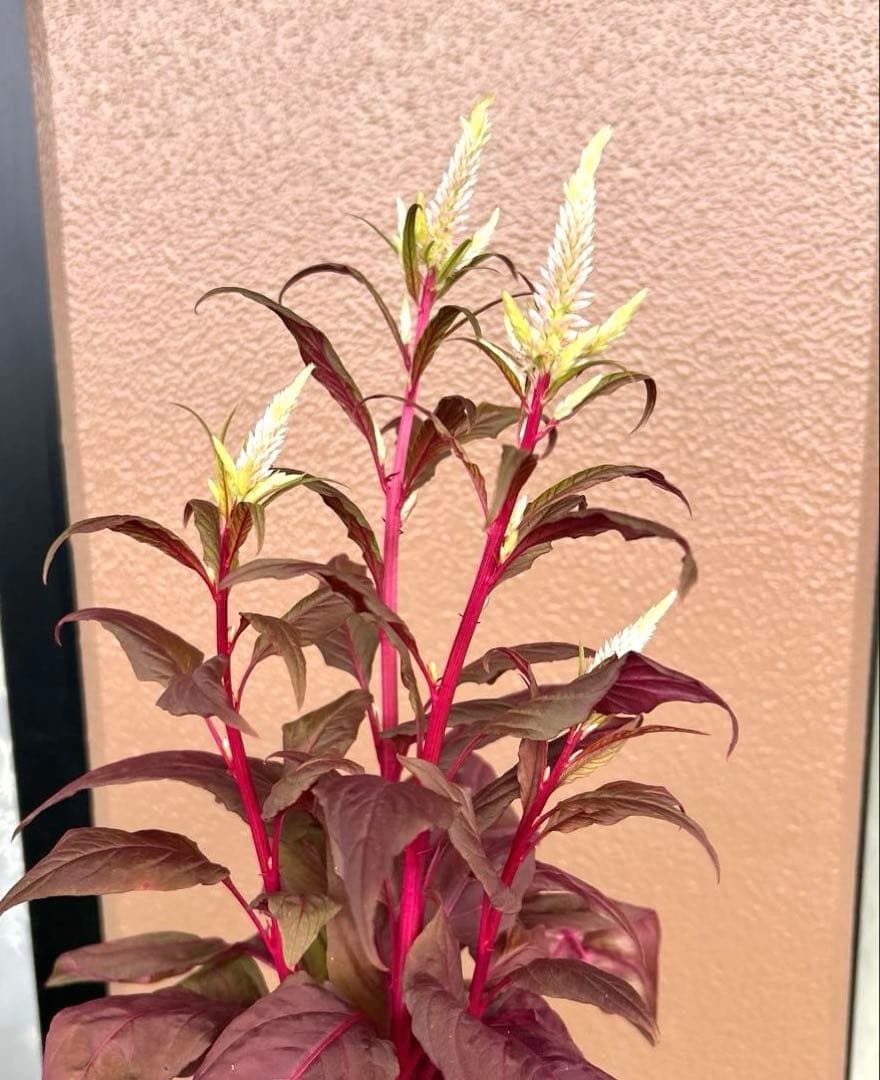 グリーン 3.5号ポット苗