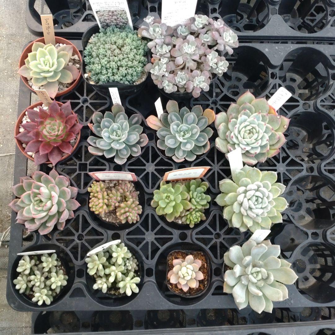 追加検討中 みゆきちさん専用