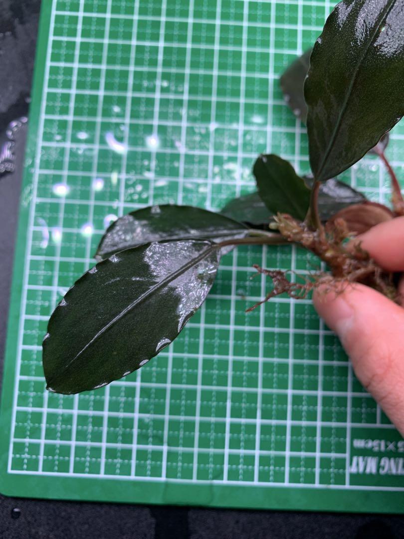 Bucephalandra sp. Pearl Gray 2 株