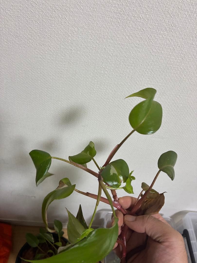 のサムネイル