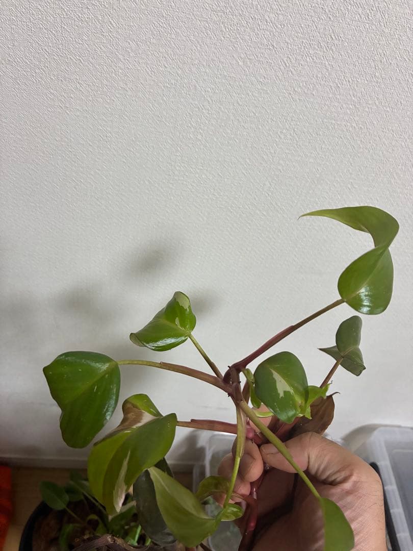 のサムネイル