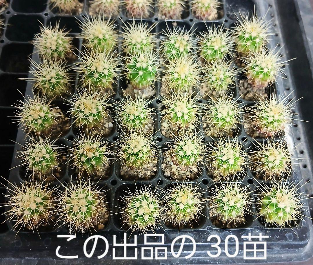 【専用出品】サボテン　エキノカクタス　金鯱　小苗　160個+20個