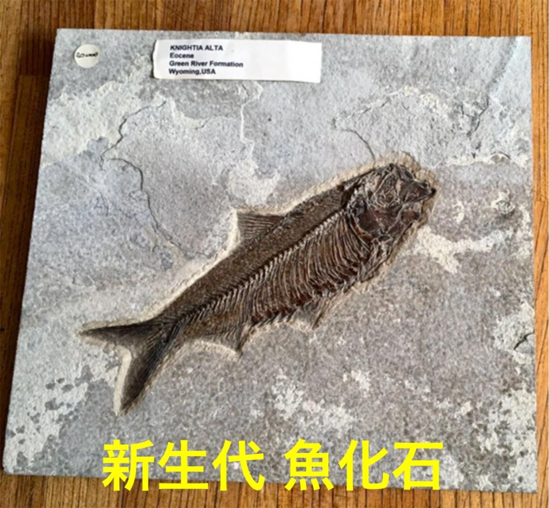 新生代　KNIGHTIA ALTA  魚類化石