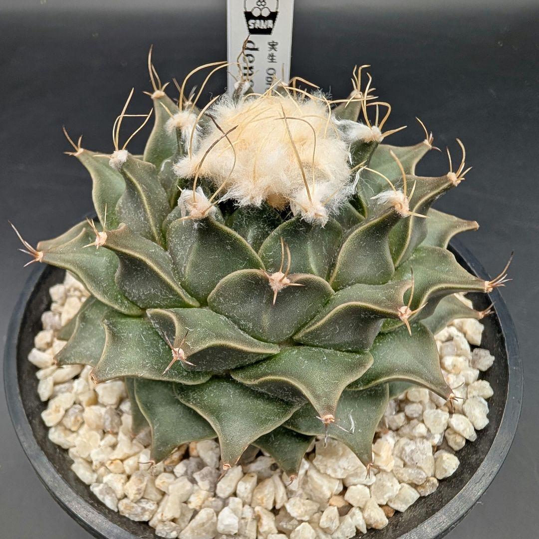 A オブレゴニア 大疣 デニグリー 国内実生 鉢植えメルカリ便送料込み