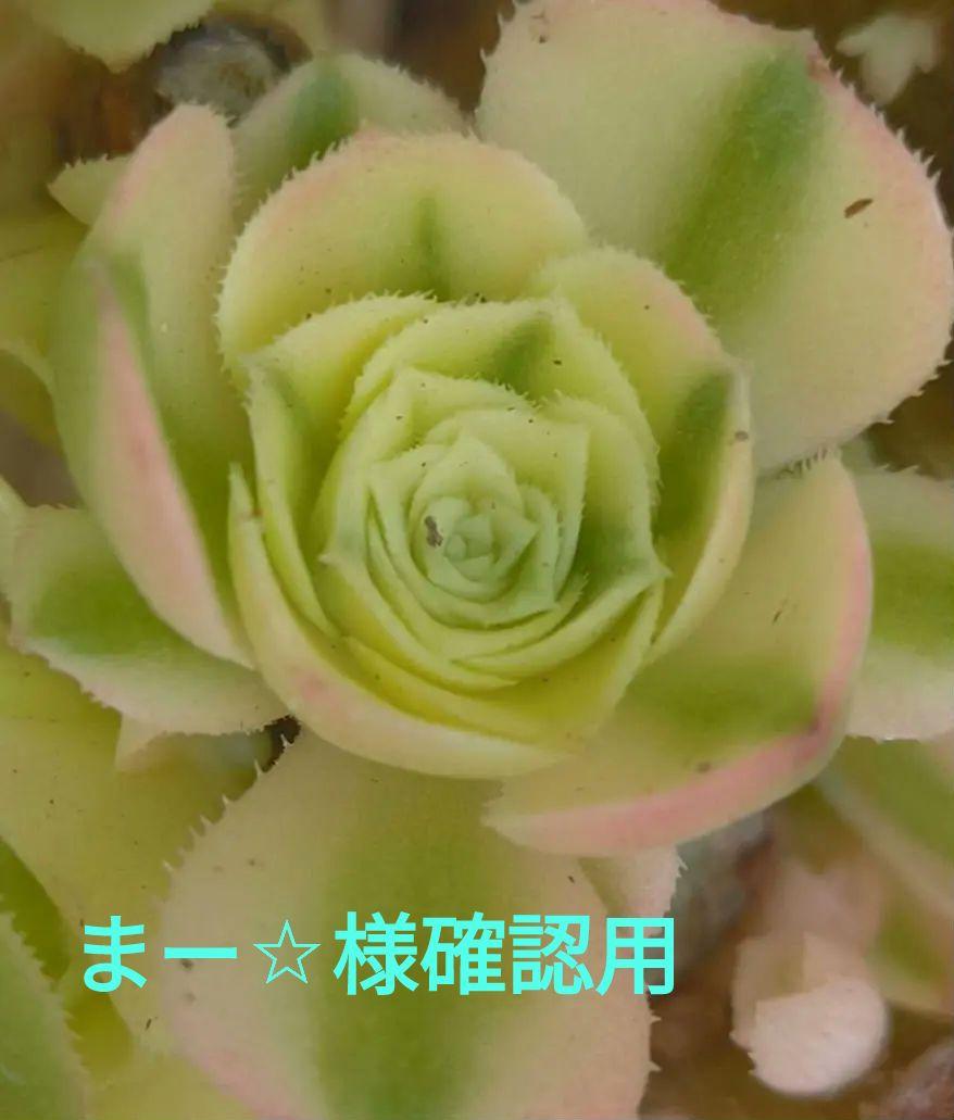 まー☆様確認用