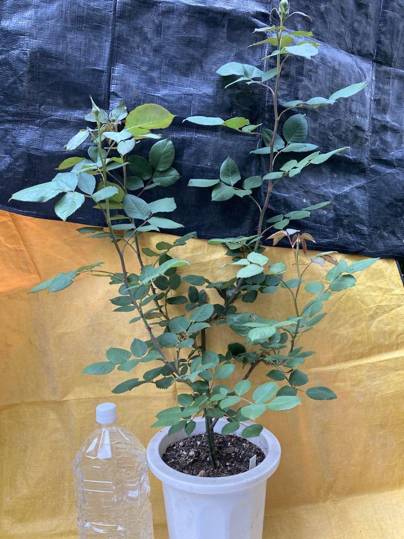 和バラ 切り花品種(蕾付き) 薔薇苗 挿し木苗 和バラ 切り花品種(蕾付き) 薔薇苗 挿し木苗