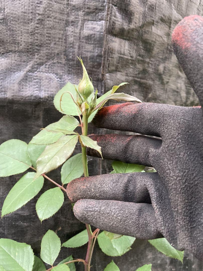 和バラ 切り花品種(蕾付き) 薔薇苗 挿し木苗 和バラ 切り花品種(蕾付き) 薔薇苗 挿し木苗