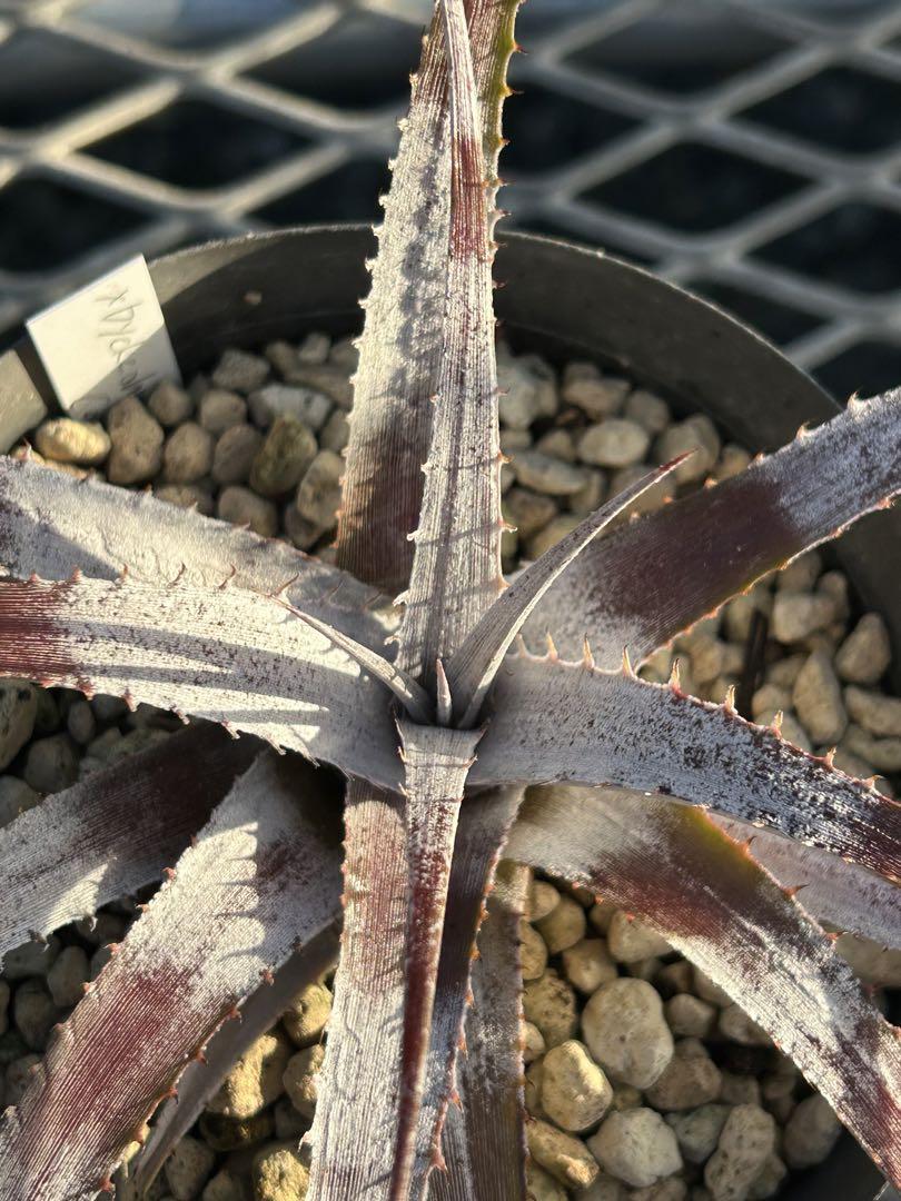 ディッコニア xDyckcohnia 'Conrad Morton'