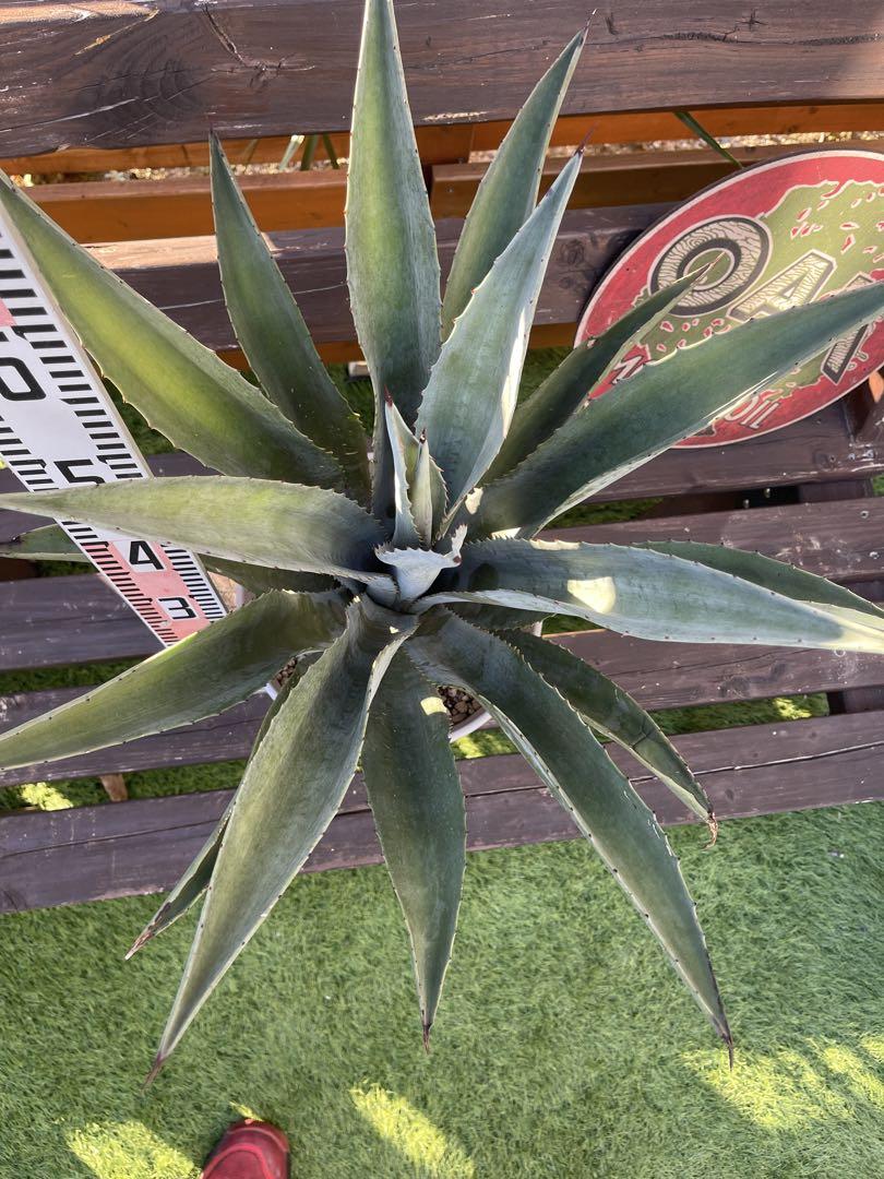 大☆美形☆Agave アガベ アオノリュウゼツラン⑭ - 植物/観葉植物