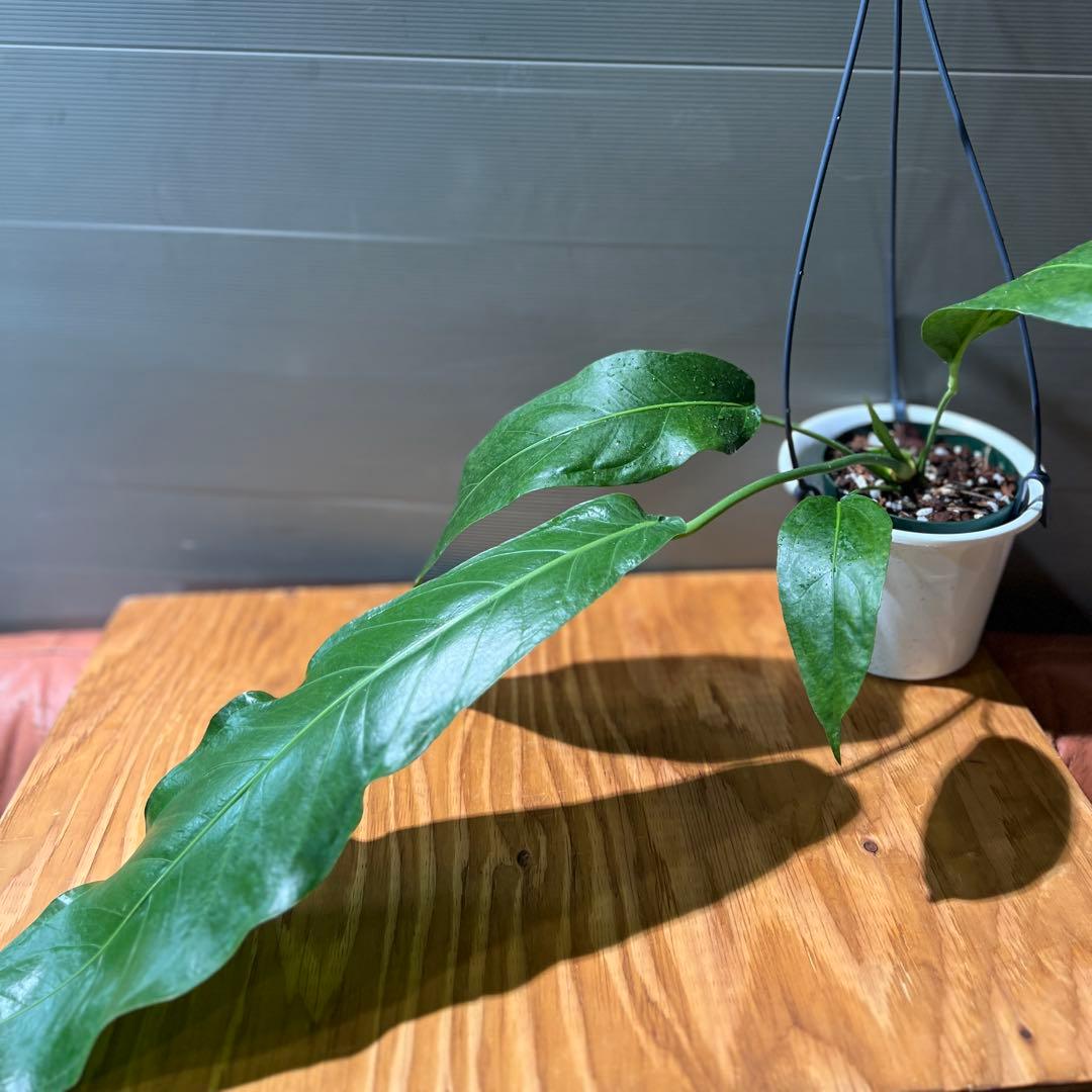 ペンデュリフォリウム 品種やや傷や汚れあり