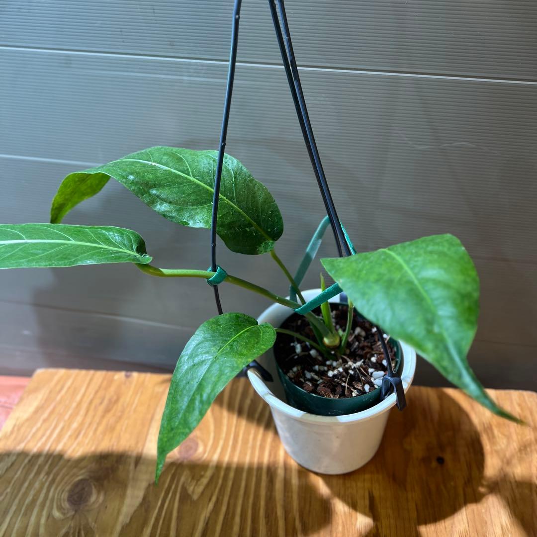 ペンデュリフォリウム 品種やや傷や汚れあり