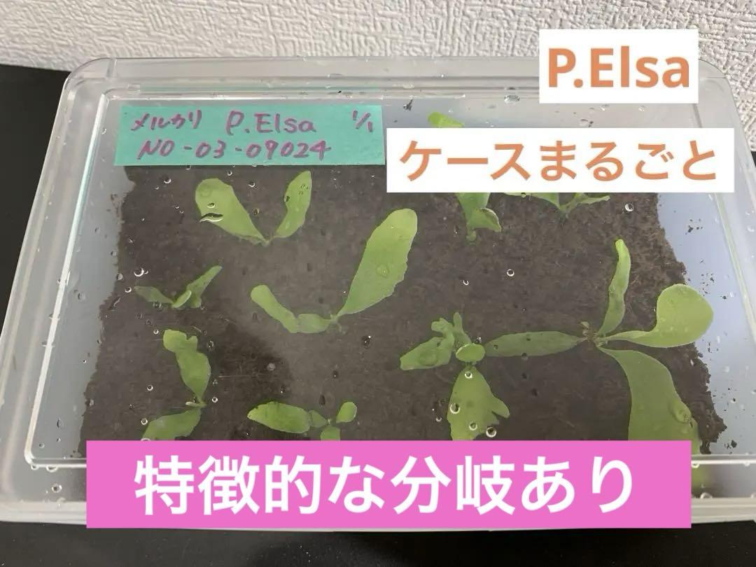P.Elsa エルサ No.03-09024 画像1