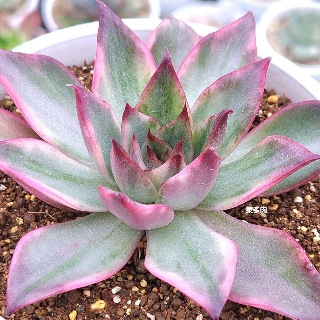 【宅急便】7 ブルードラゴン錦　レア　最上級斑入り　大きめ　発根済み　多肉植物