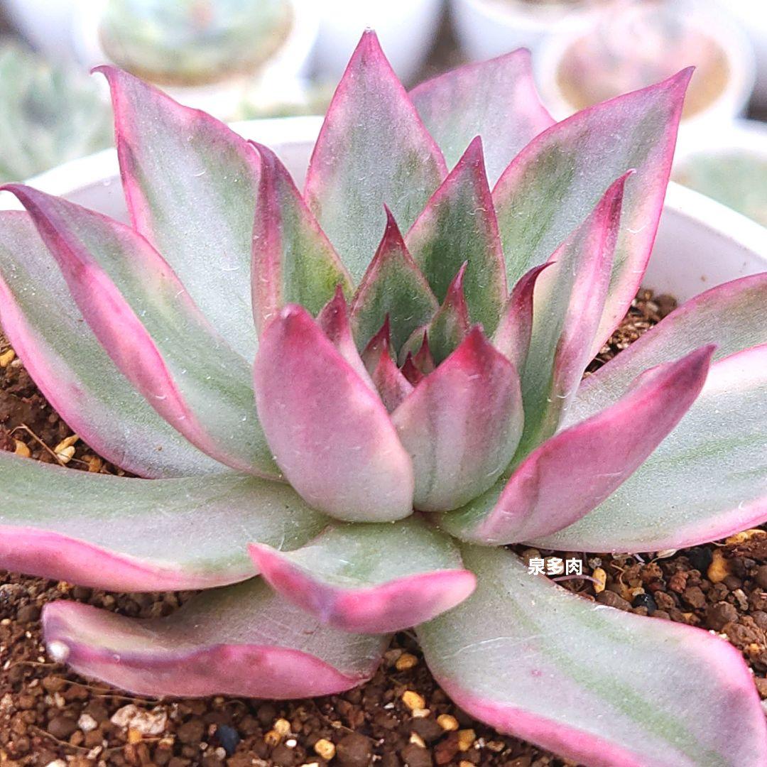 【宅急便】7 ブルードラゴン錦　レア　最上級斑入り　大きめ　発根済み　多肉植物