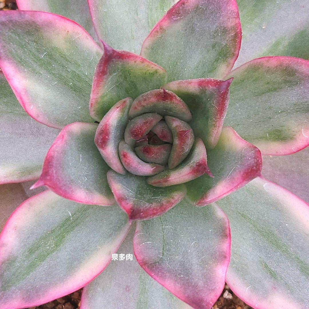 【宅急便】7 ブルードラゴン錦　レア　最上級斑入り　大きめ　発根済み　多肉植物