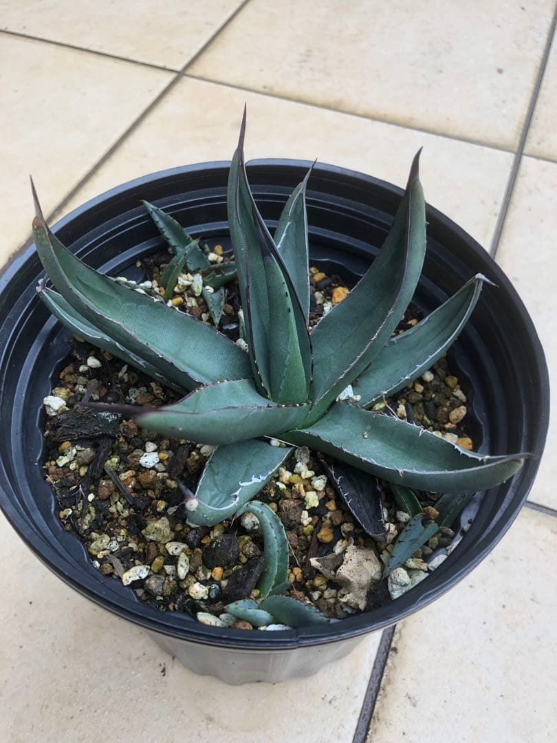 アガベ シャークスキン 子株多数 - メルカリ アガベ シャークスキン 子株多数 - メルカリ