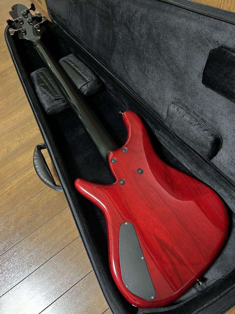 sugi