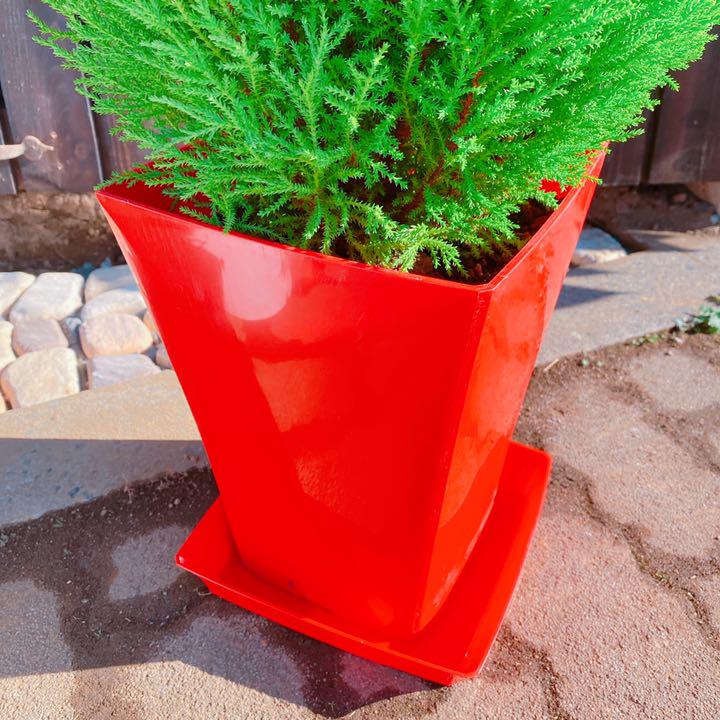 ゴールドクレスト 大型 158センチ クリスマスツリー 観葉植物 ガーデニング メルカリ ゴールドクレスト 大型 158センチ クリスマスツリー 観葉植物 ガーデニング メルカリ
