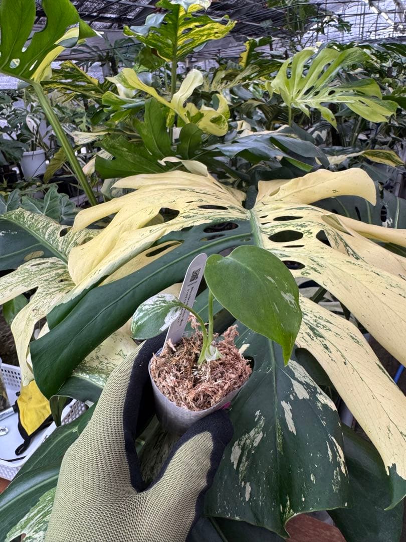 2 モンステラ デリシオーサ ミント 組織培養苗 順化済 YUZUMIYA_COM