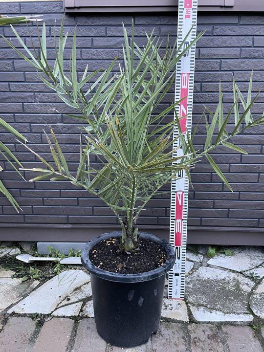 ナツメヤシ Phoenix Dactylifera デーツパーム　カナリーヤシ