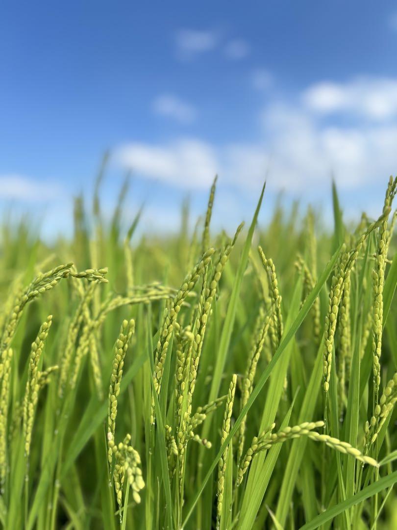 新米 ２０キロ 白米 きぬひかり滋賀県産 2024年　環境こだわり米減農薬栽培