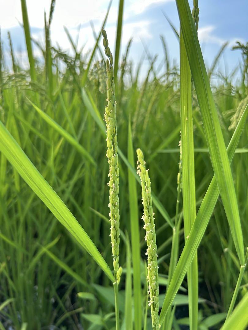 新米 ２０キロ 白米 きぬひかり滋賀県産 2024年　環境こだわり米減農薬栽培