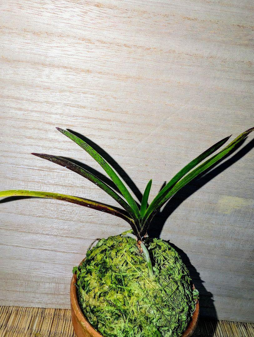富貴蘭　華毬藻