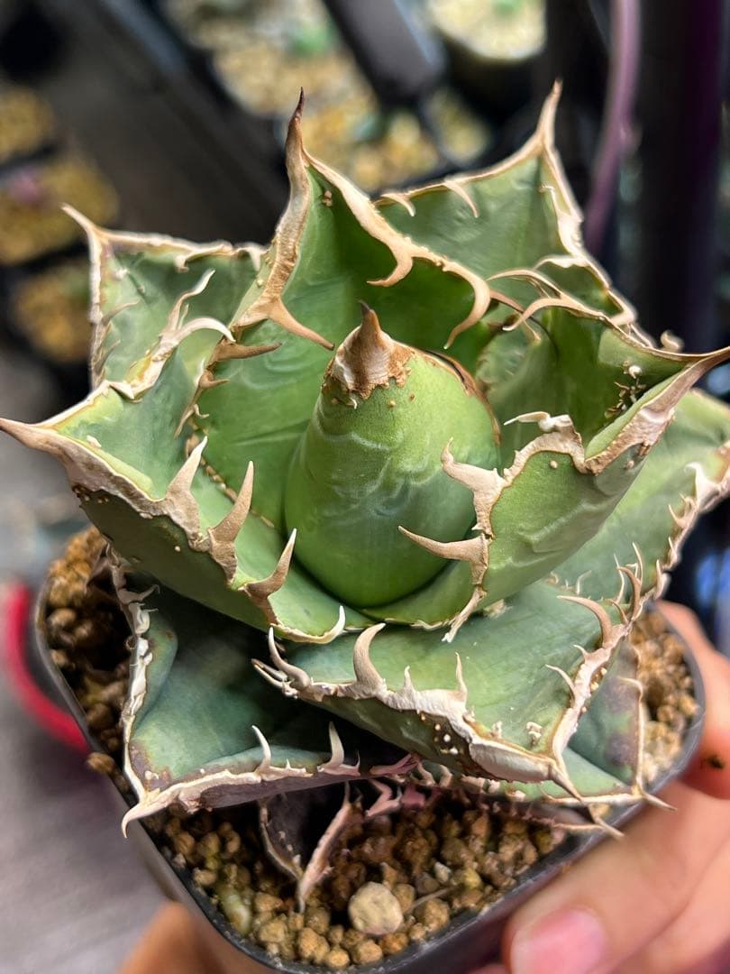 アガベ ノーネームブツブツ オテロイ アガベ ノーネームブツブツ オテロイ