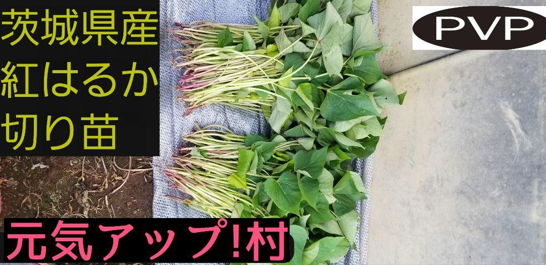 2024本4月下旬5月上旬発送分紅はるかウイルスフリーバイオ苗さつまいも苗野菜苗