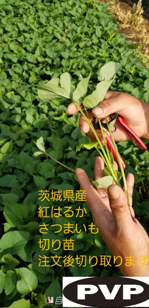 2024本4月下旬5月上旬発送分紅はるかウイルスフリーバイオ苗さつまいも苗野菜苗