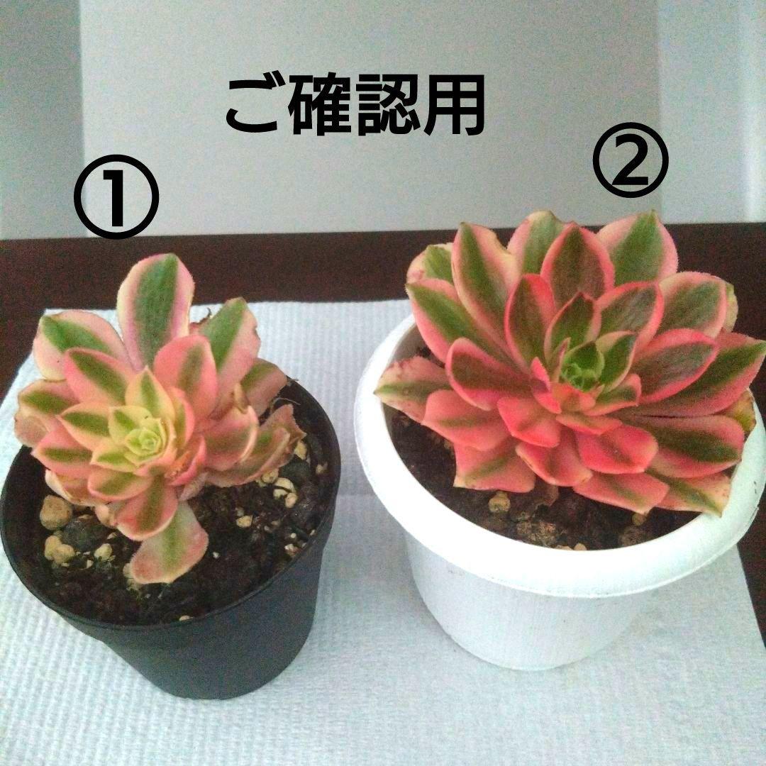 【ご確認用】ピンクウィッチ抜き苗